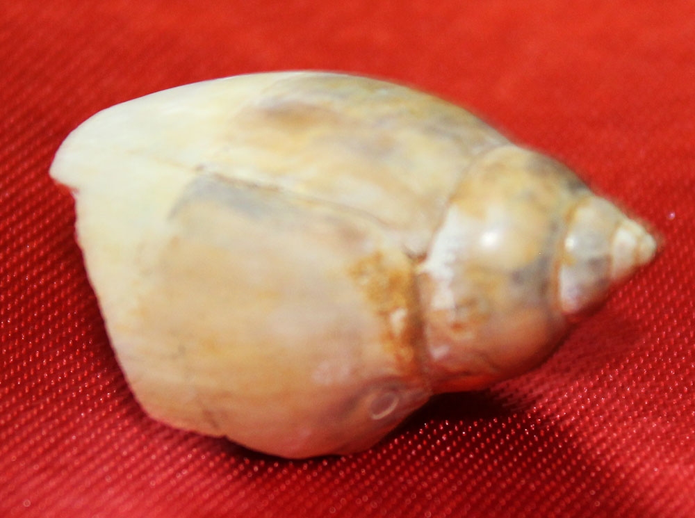Heera Shankh 252